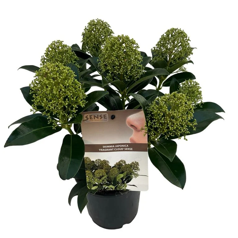 Skimmia jap. Fragrant Cloud  1.5 Ltr pot - Image 3