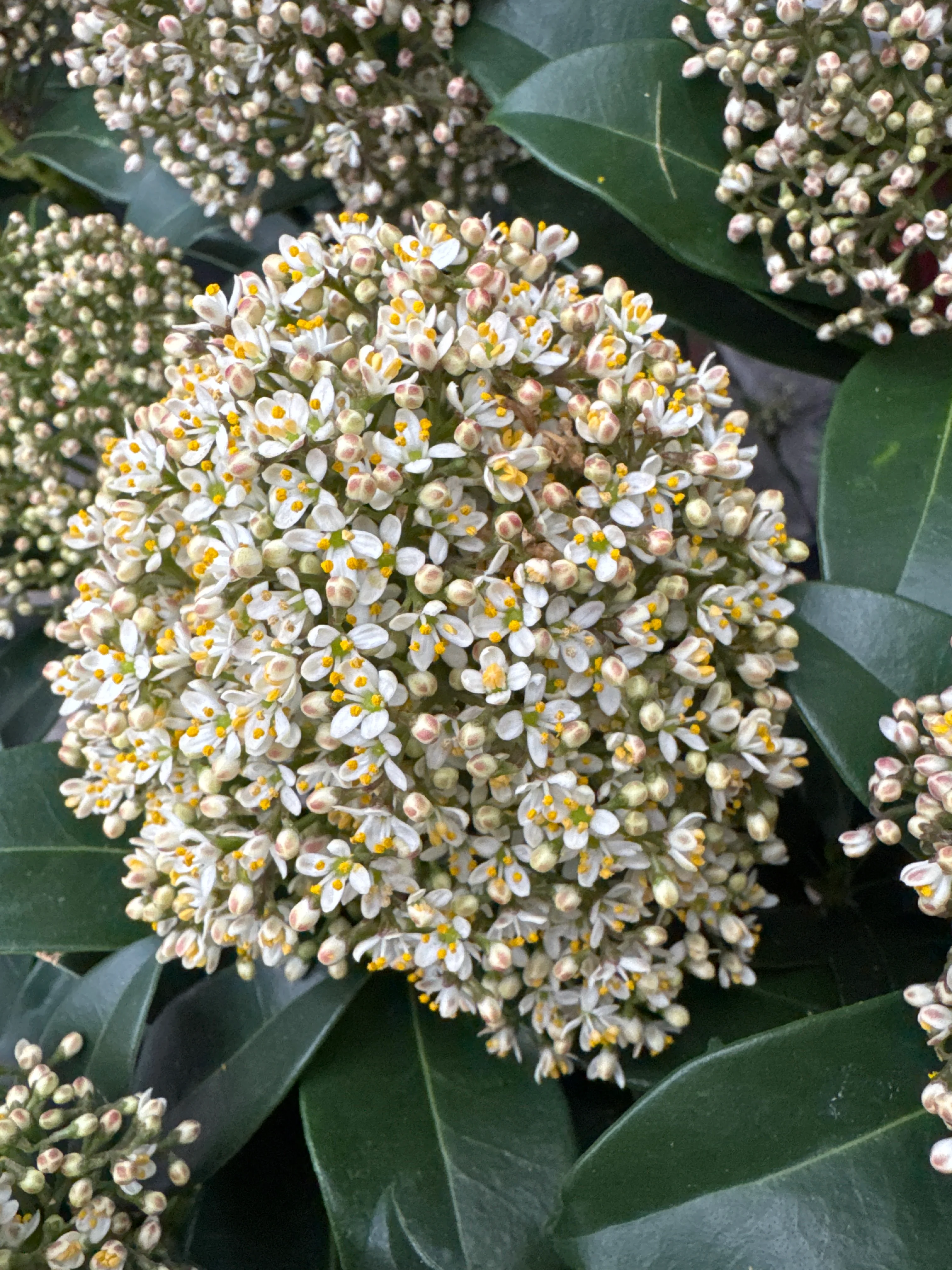 Skimmia jap. Fragrant Cloud  1.5 Ltr pot - Image 4