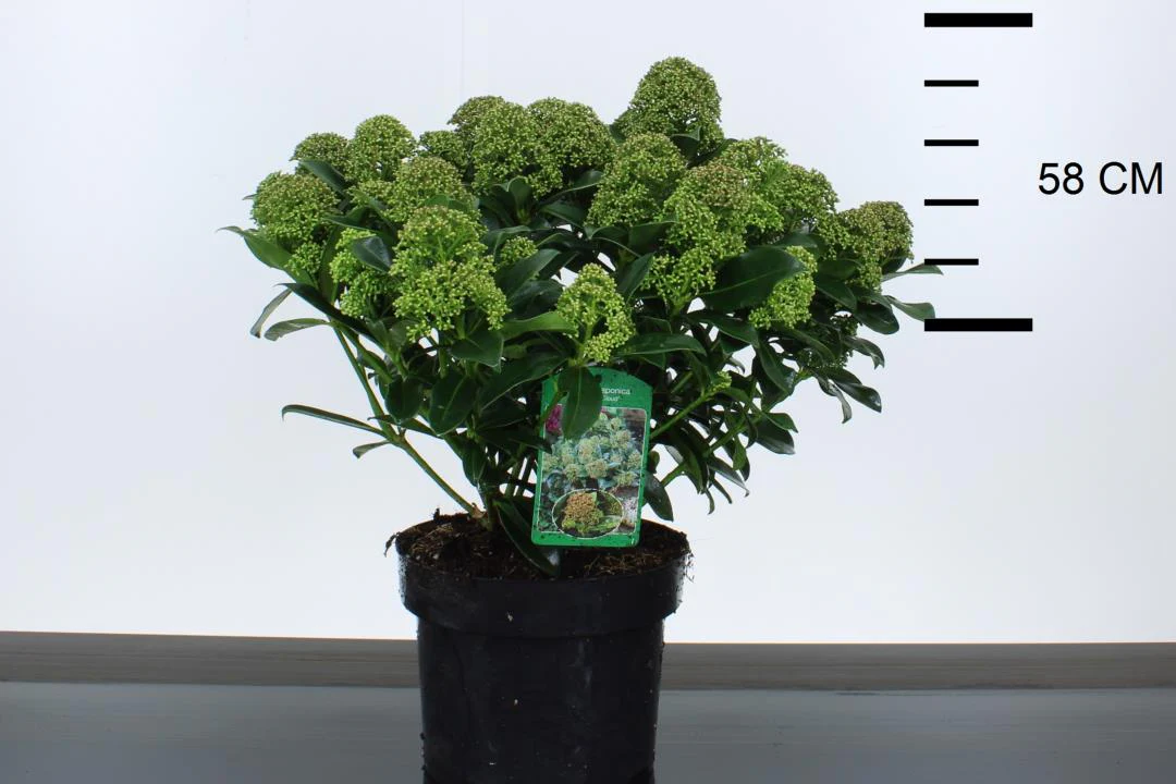 Skimmia jap. Fragrant Cloud