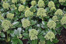 Skimmia jap. Fragrant Cloud - Image 2