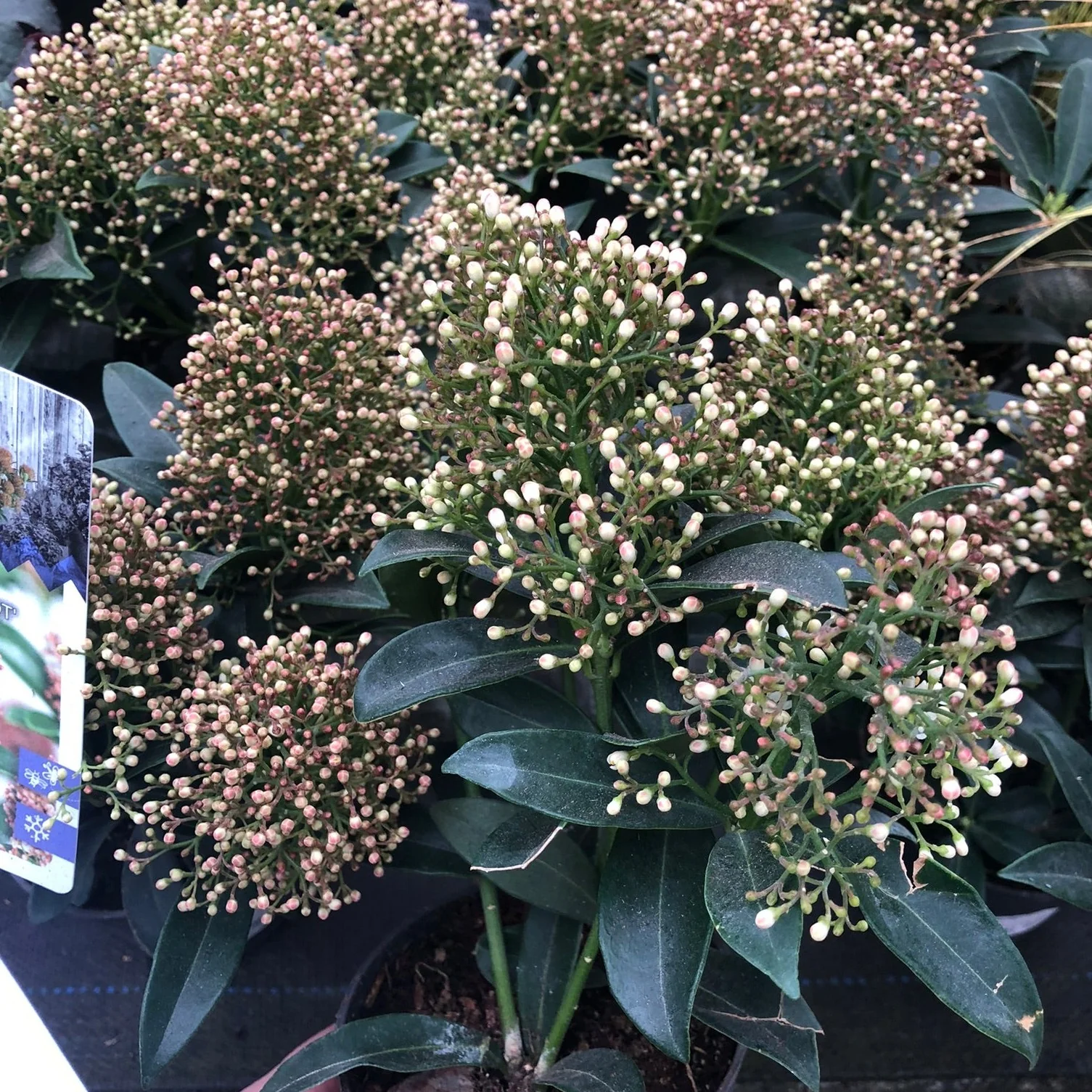 Skimmia jap. Marlot