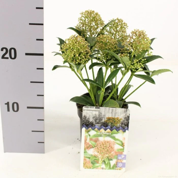 Skimmia jap. Marlot - Image 2