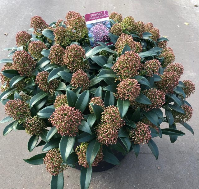 Skimmia jap. Marlot  20 Ltr pot