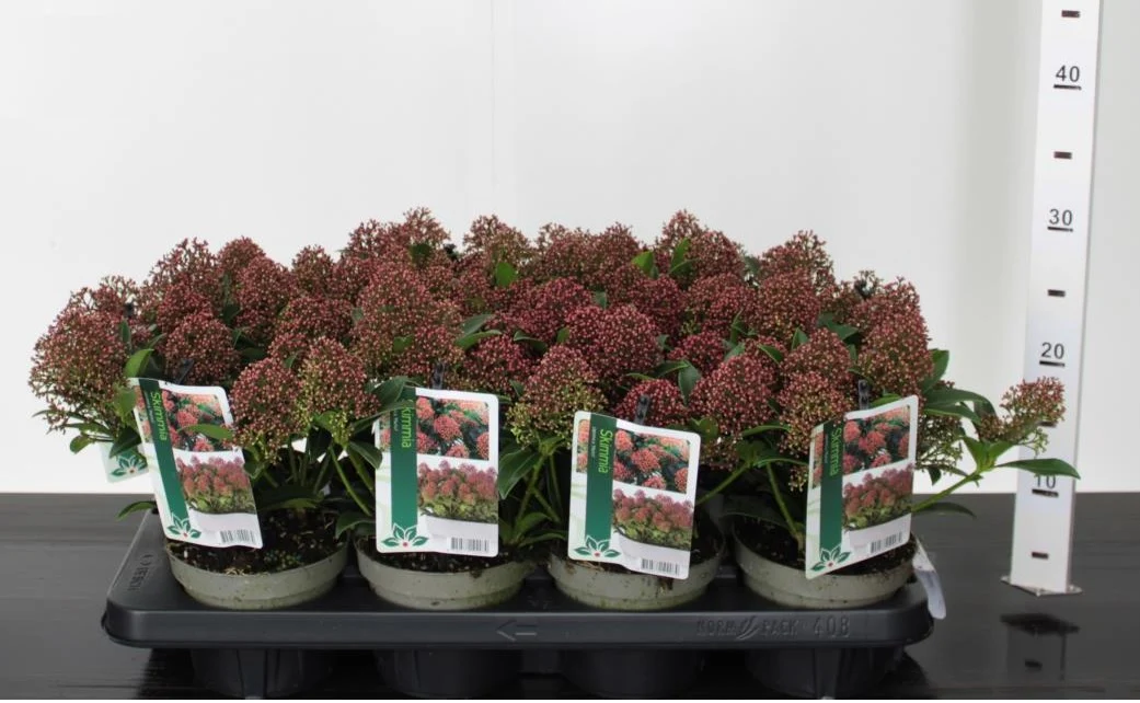 Skimmia jap. Marlot  P13 - Image 3