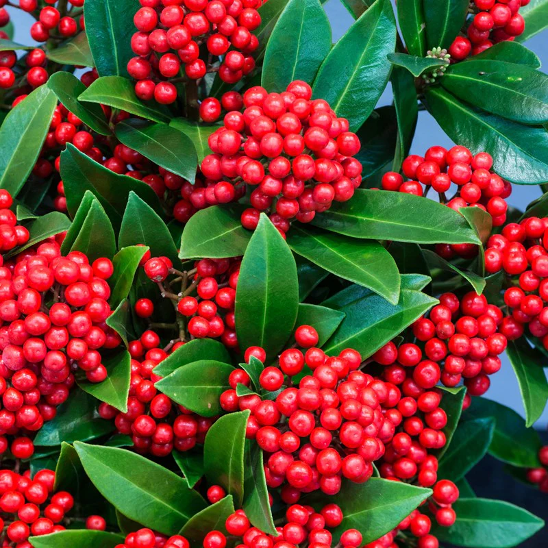 Skimmia jap. Pabella