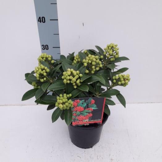 Skimmia jap. Pabella  C2, 8-9 clusters - Image 3