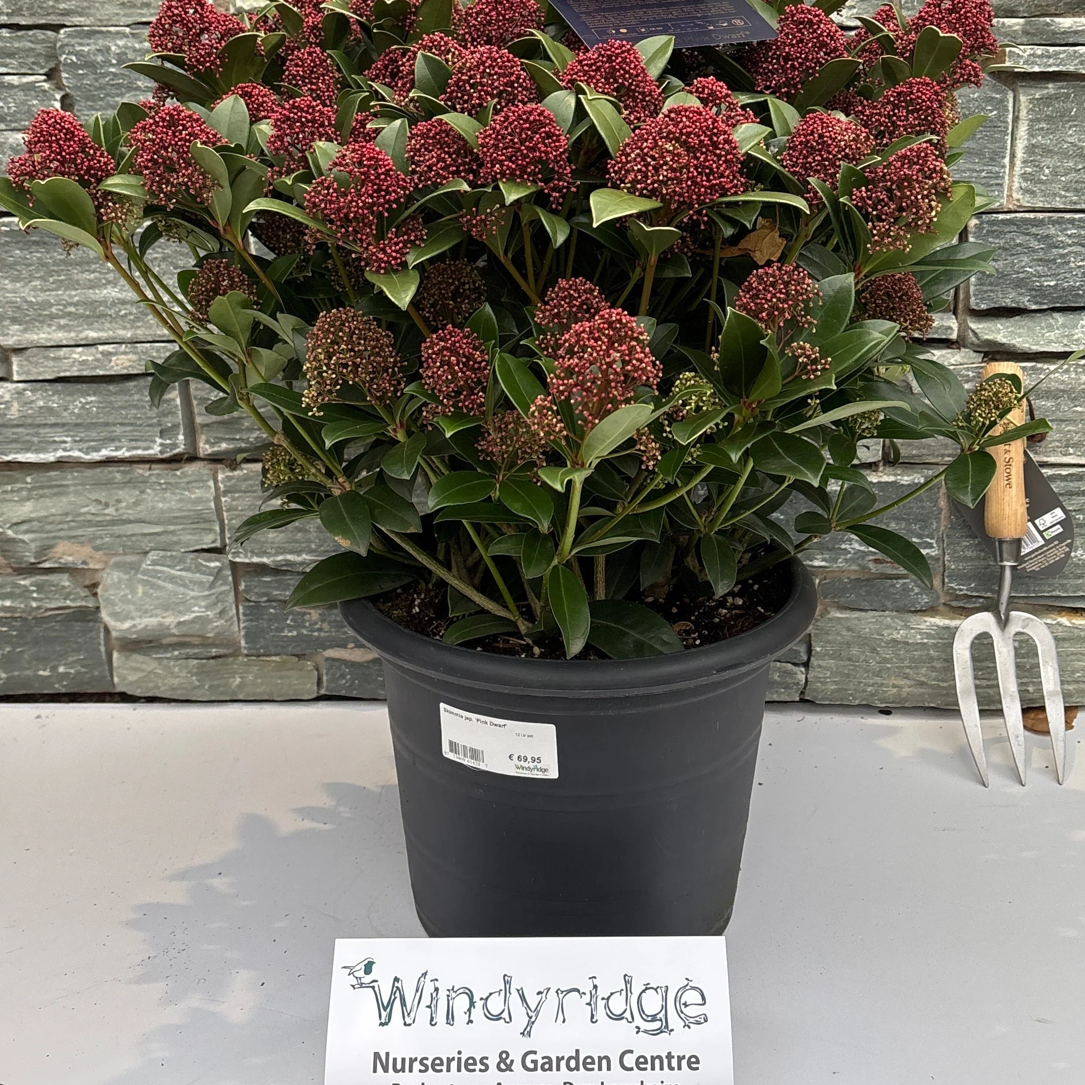 Skimmia jap. Pink Dwarf  12 Ltr pot