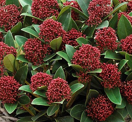 Skimmia jap. Red Dwarf