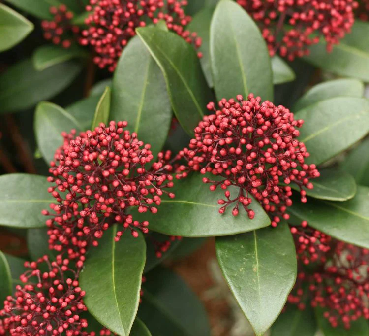 Skimmia jap. rubella