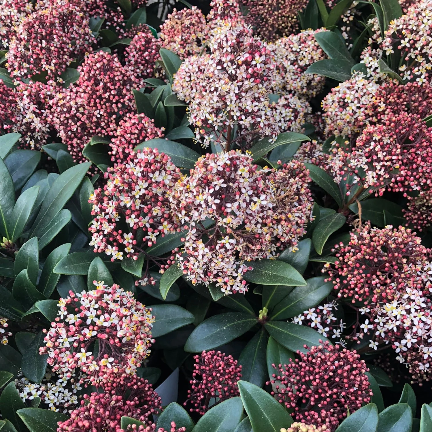 Skimmia jap. Rubella - Image 2