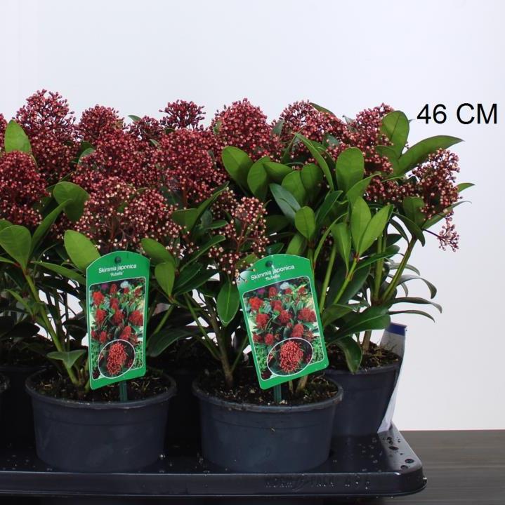 Skimmia jap. Rubella - Image 3