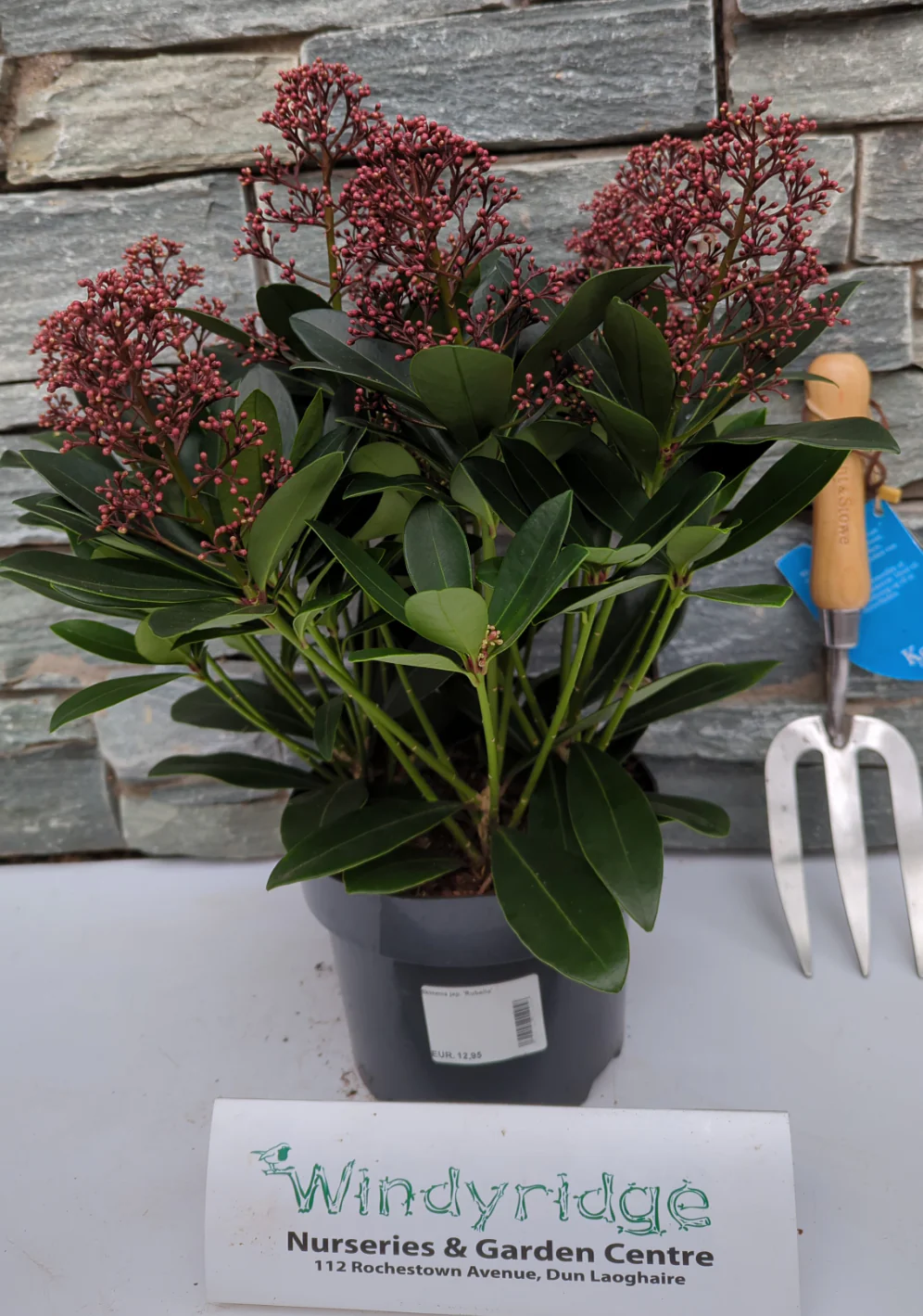 Skimmia jap. Rubella - Image 4