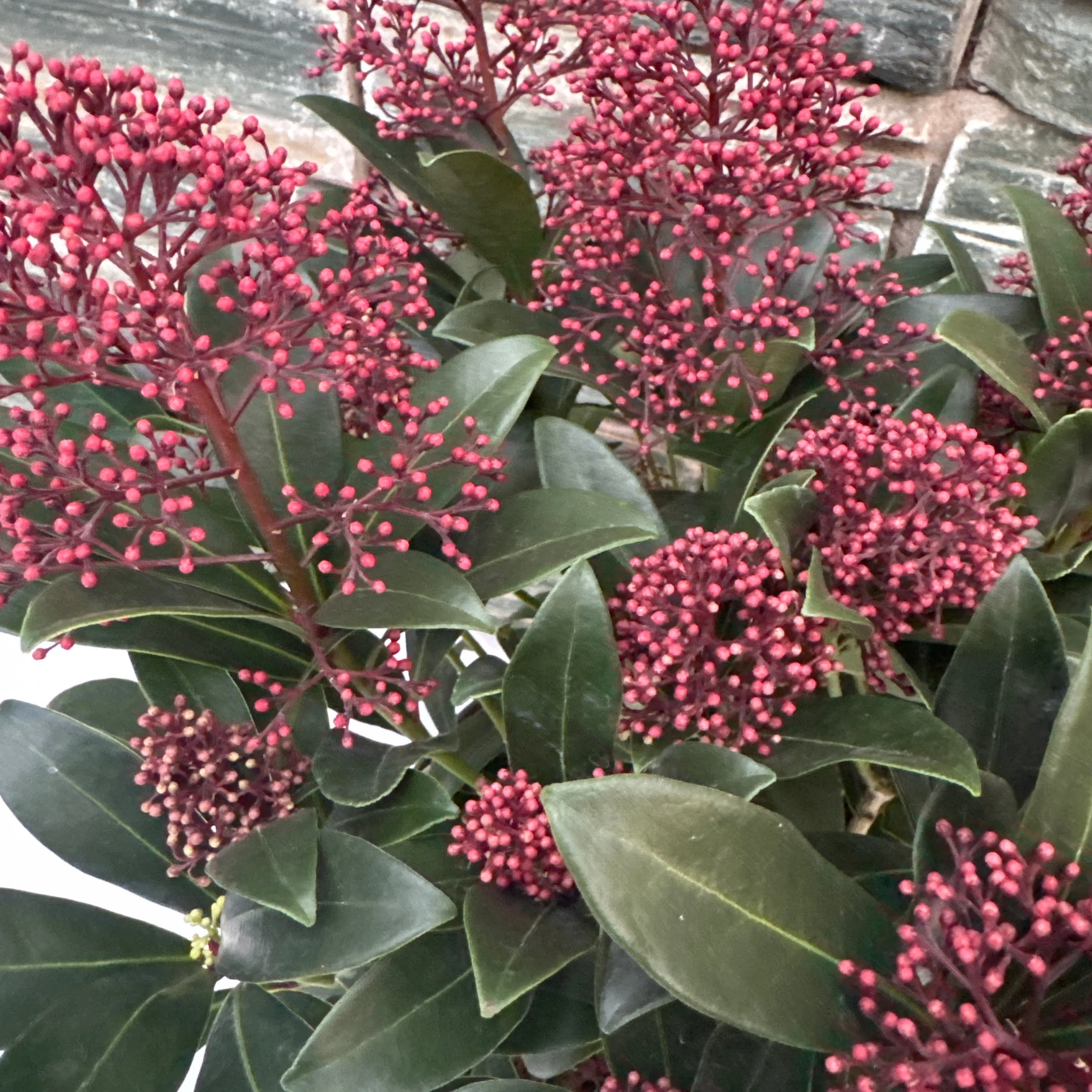 Skimmia jap. Rubella / 5 Ltr pot - Image 2