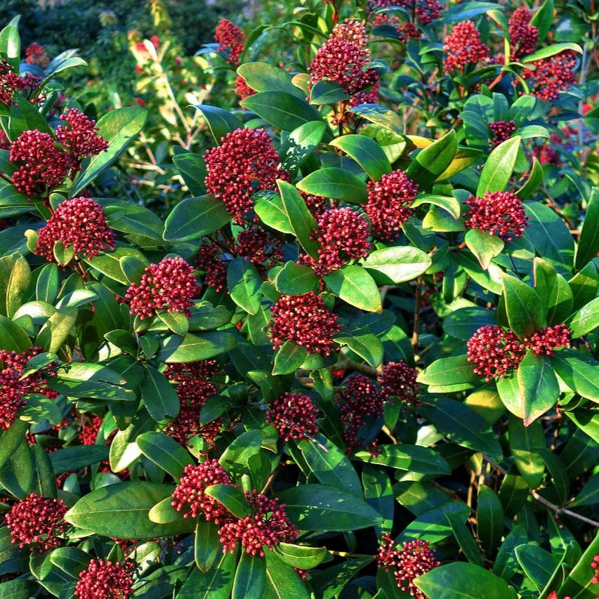 Skimmia jap. Rubella  C1.5  12-15 flwr. - Image 2