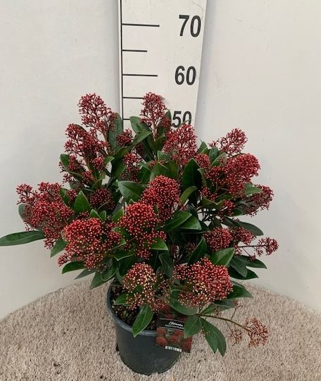 Skimmia jap. Rubella C1.5 15-20 flwr. - Image 3