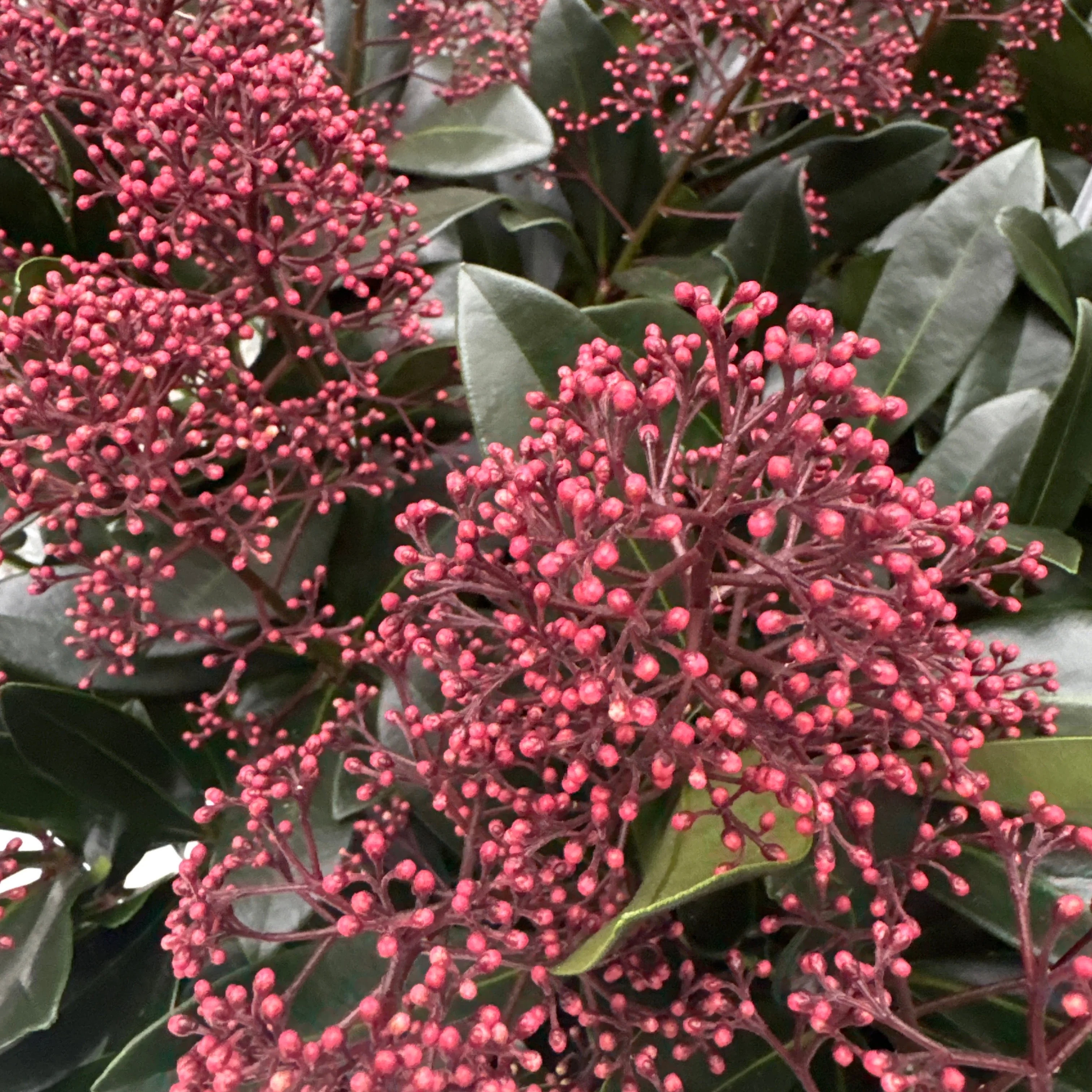 Skimmia jap. Rubella  C35 - Image 2