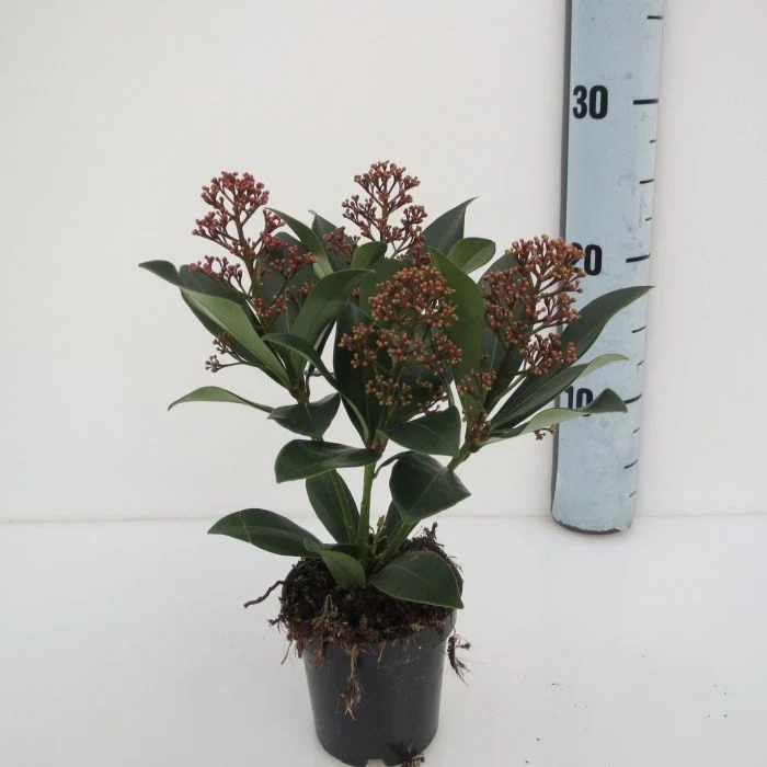 Skimmia jap. Rubella  P9, 34 flwr.