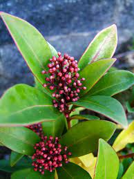 Skimmia jap. Rubella  P9, 34 flwr. - Image 2