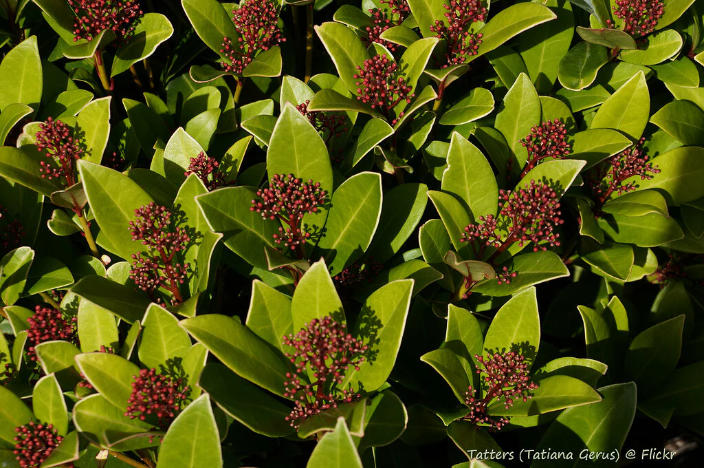 Skimmia jap. Rubella  P9, 34 flwr. - Image 3