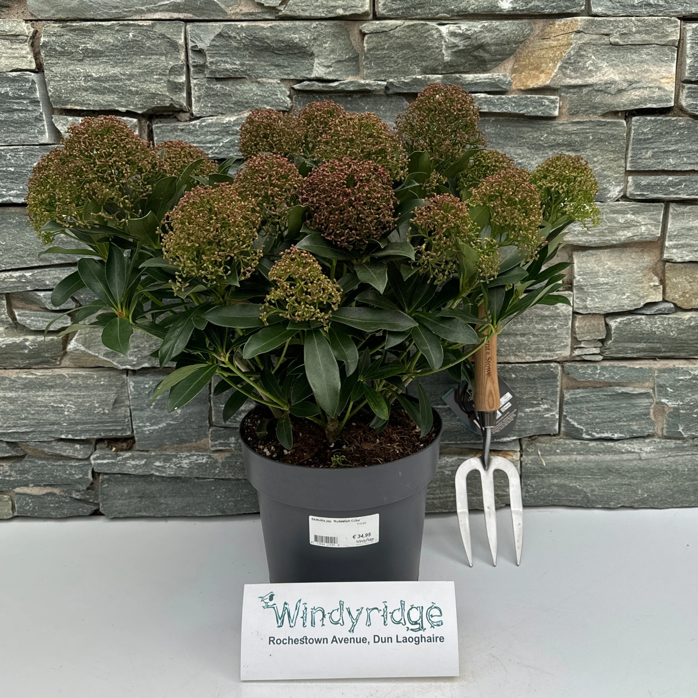 Skimmia jap. Rubesta Cuba  5 Ltr pot - Image 2