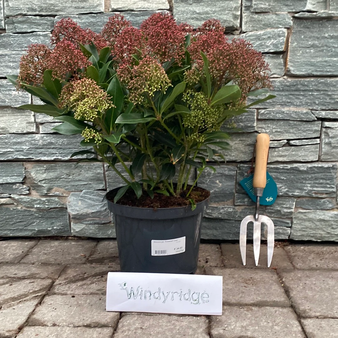 Skimmia jap. Rubesta Cuba  5 Ltr pot - Image 3