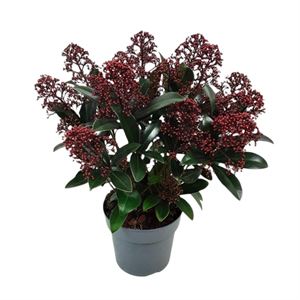 Skimmia jap. Seduction  3 Ltr pot