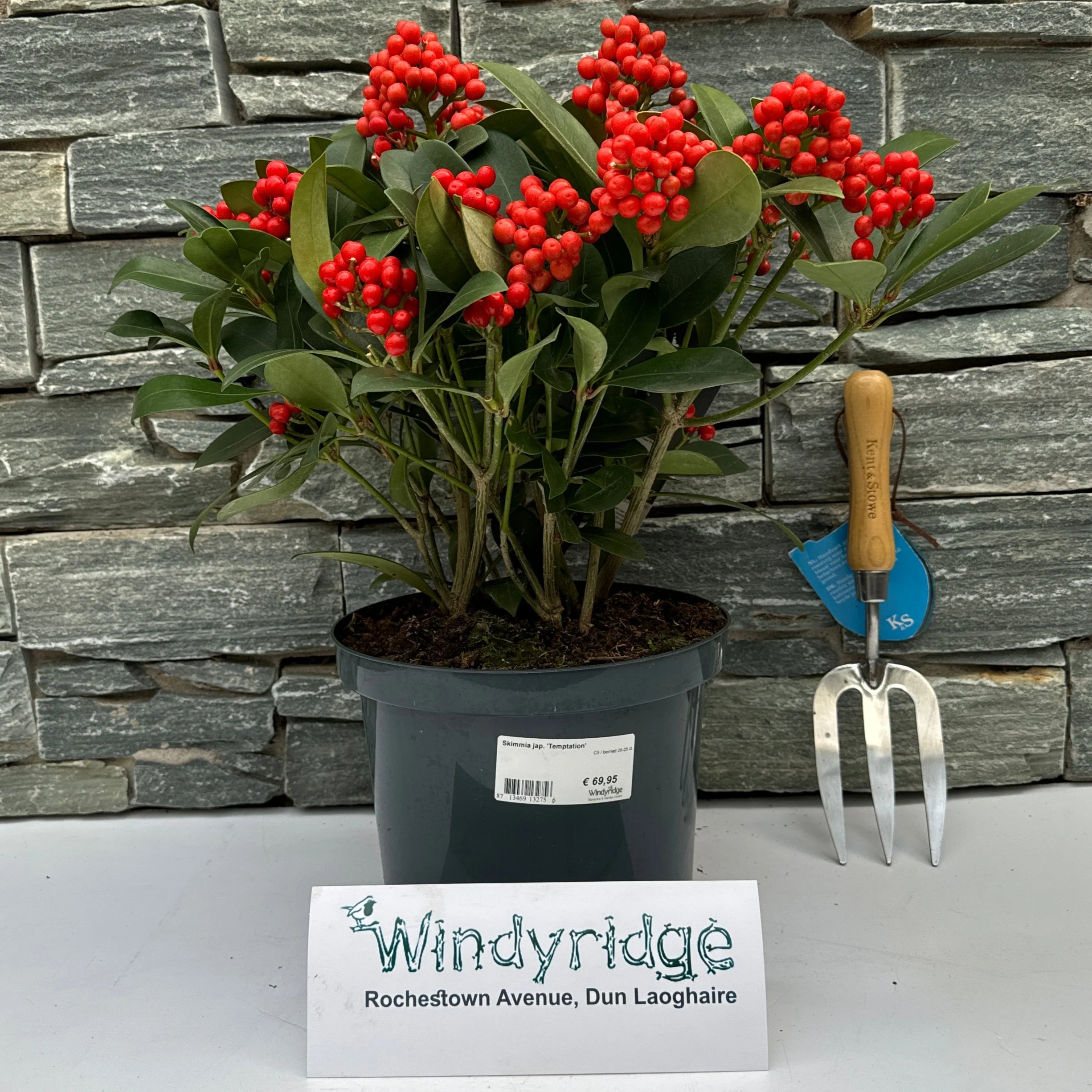 Skimmia jap. Temptation  C5  berried 20-25 cl. - Image 2