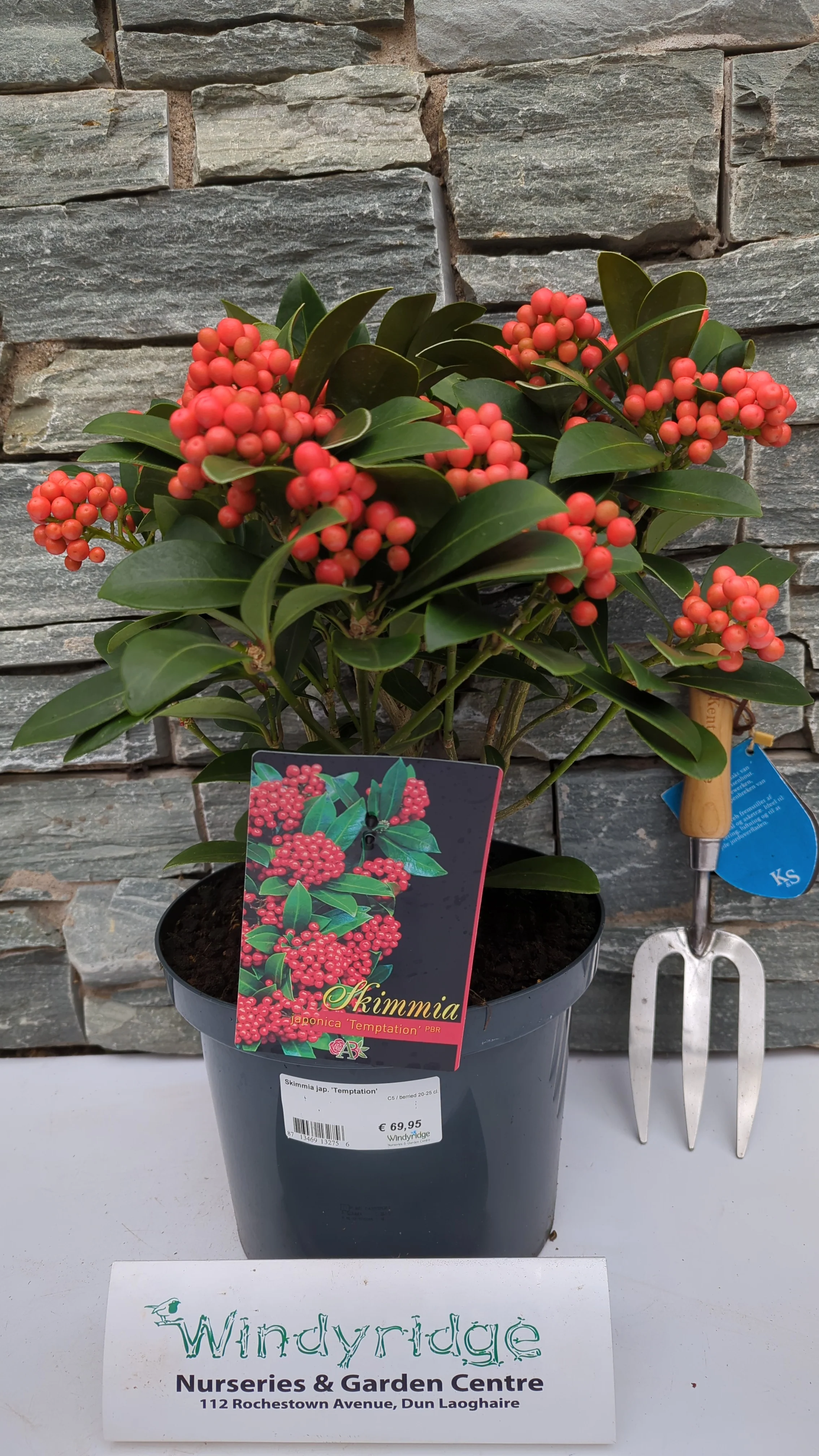 Skimmia jap. Temptation  C5  berried 20-25 cl. - Image 3