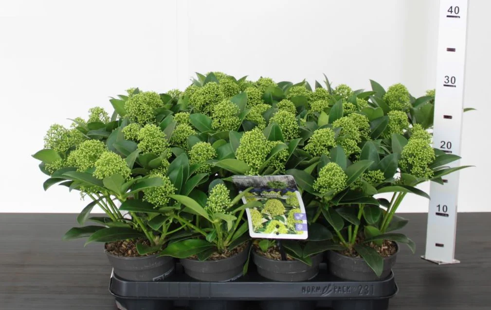 Skimmia jap. White Globe  P9 2 flwr.
