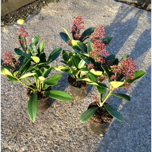 Skimmia japon. Rubella