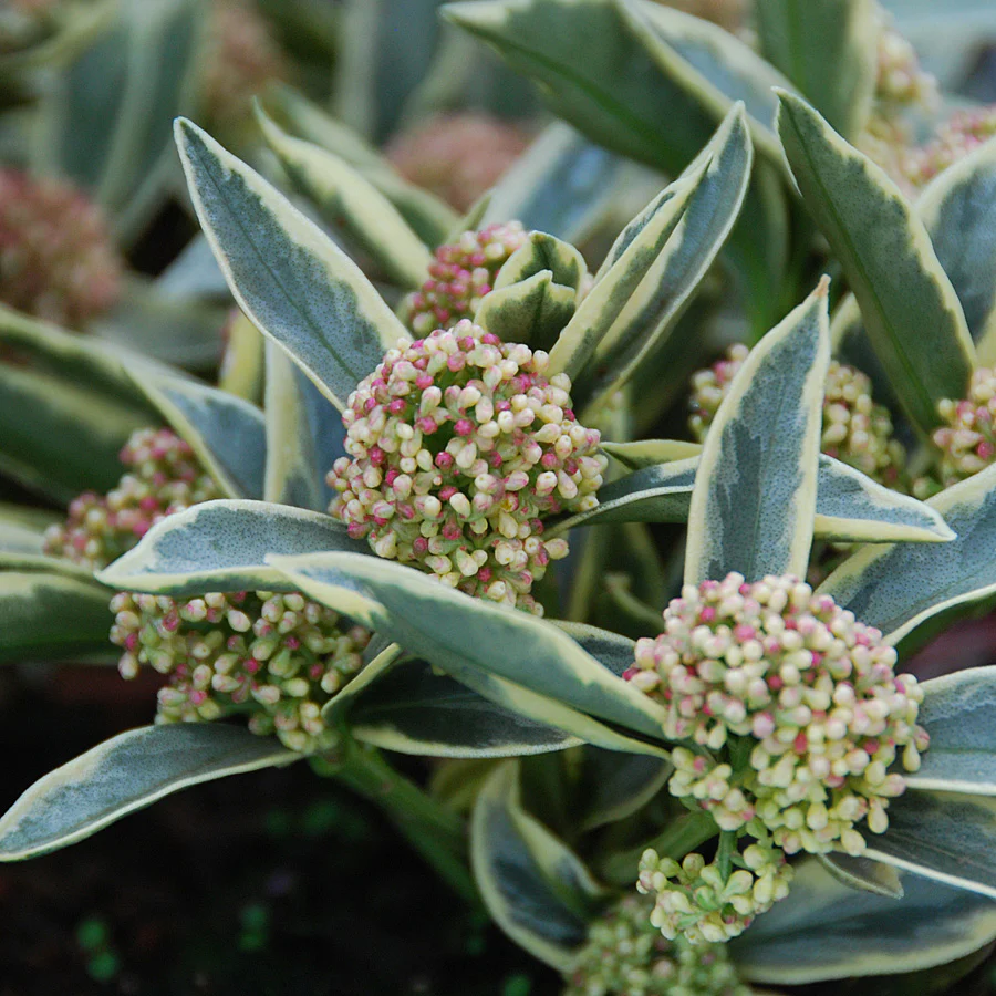 SKIMMIA JAPONICA MAGIC MARLOT