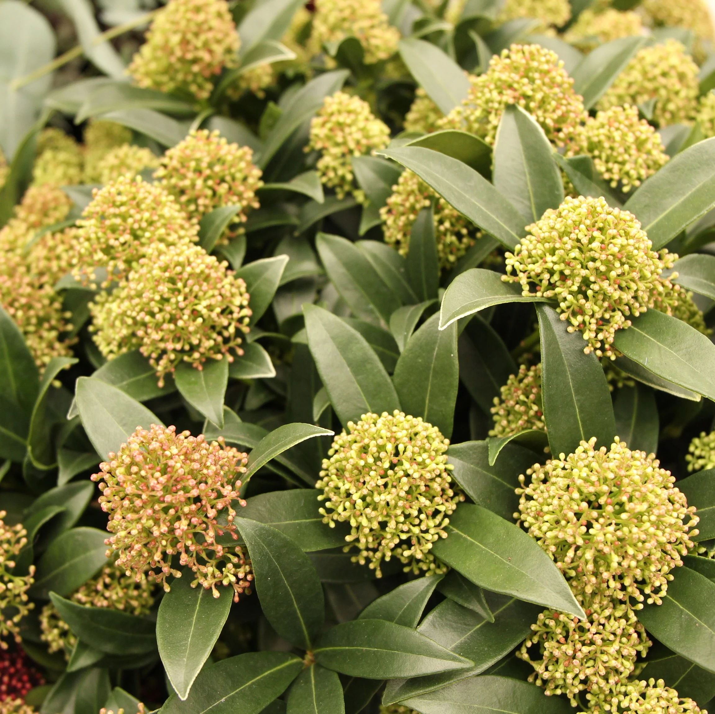 Skimmia japonica Marlot