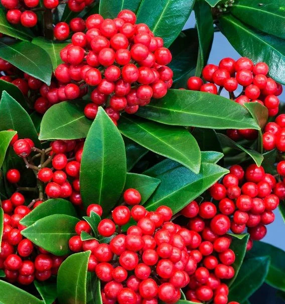 SKIMMIA JAPONICA PABELLA