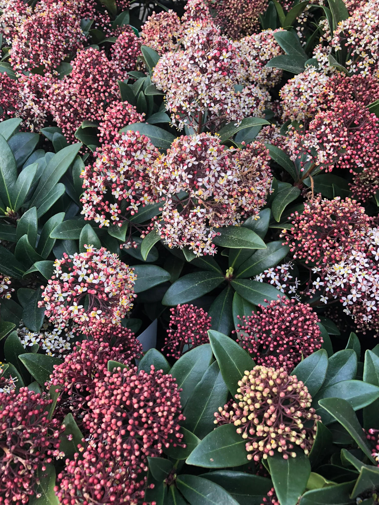 Skimmia japonica Rubella