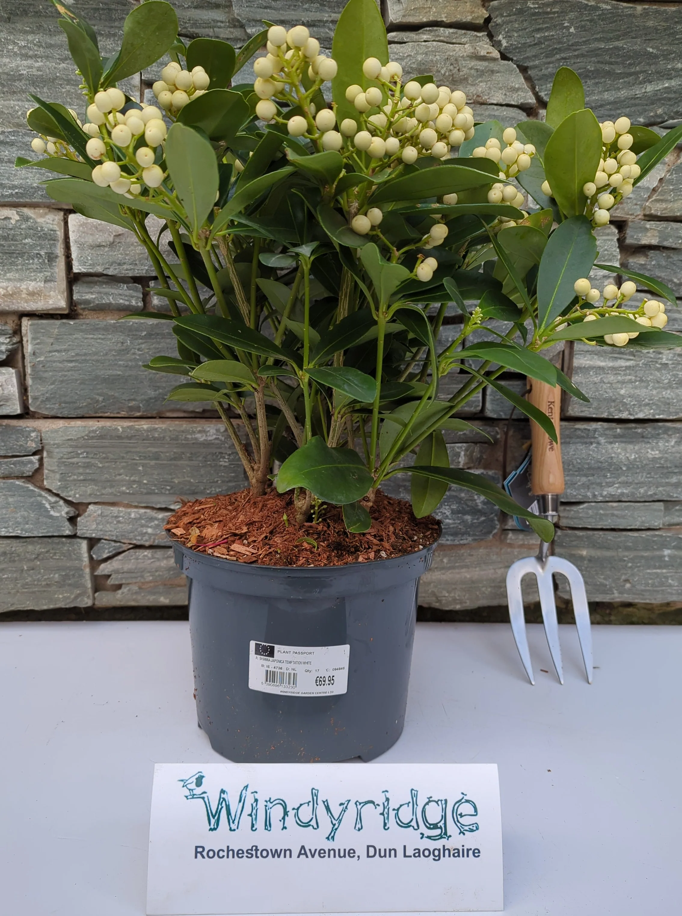 SKIMMIA JAPONICA TEMPTATION WHITE