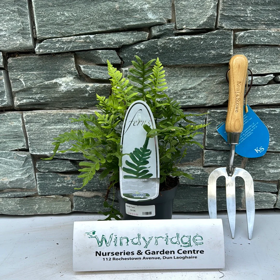 Small Fern - Image 6