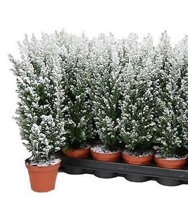 Snow tree 9cm