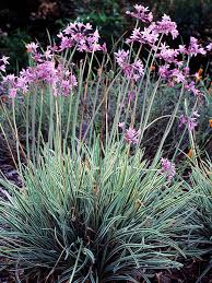 Society Garlic Tulbaghia Violacea Variegata (2Ltr Pot) - Image 4