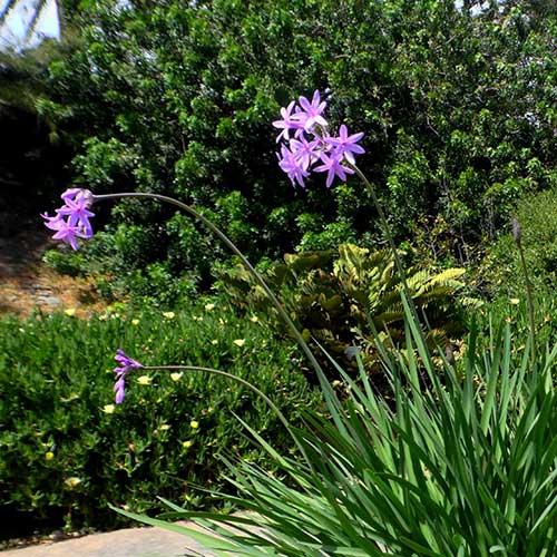 Society Garlic Tulbaghia Violacea Variegata (2Ltr Pot) - Image 5