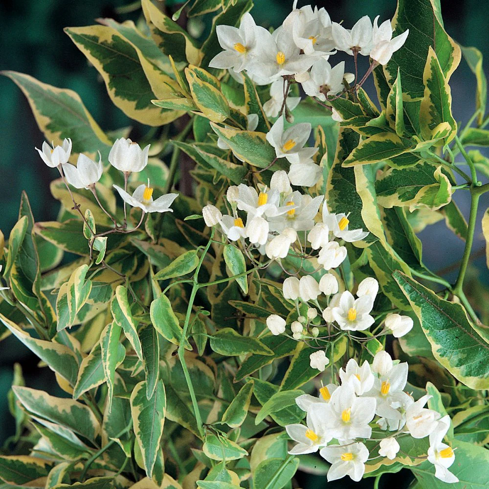 Solanum jas.  Aureovariegata