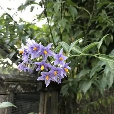 SOLANUM JAS. BLEU - Image 2