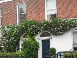 Solanum jasminoides