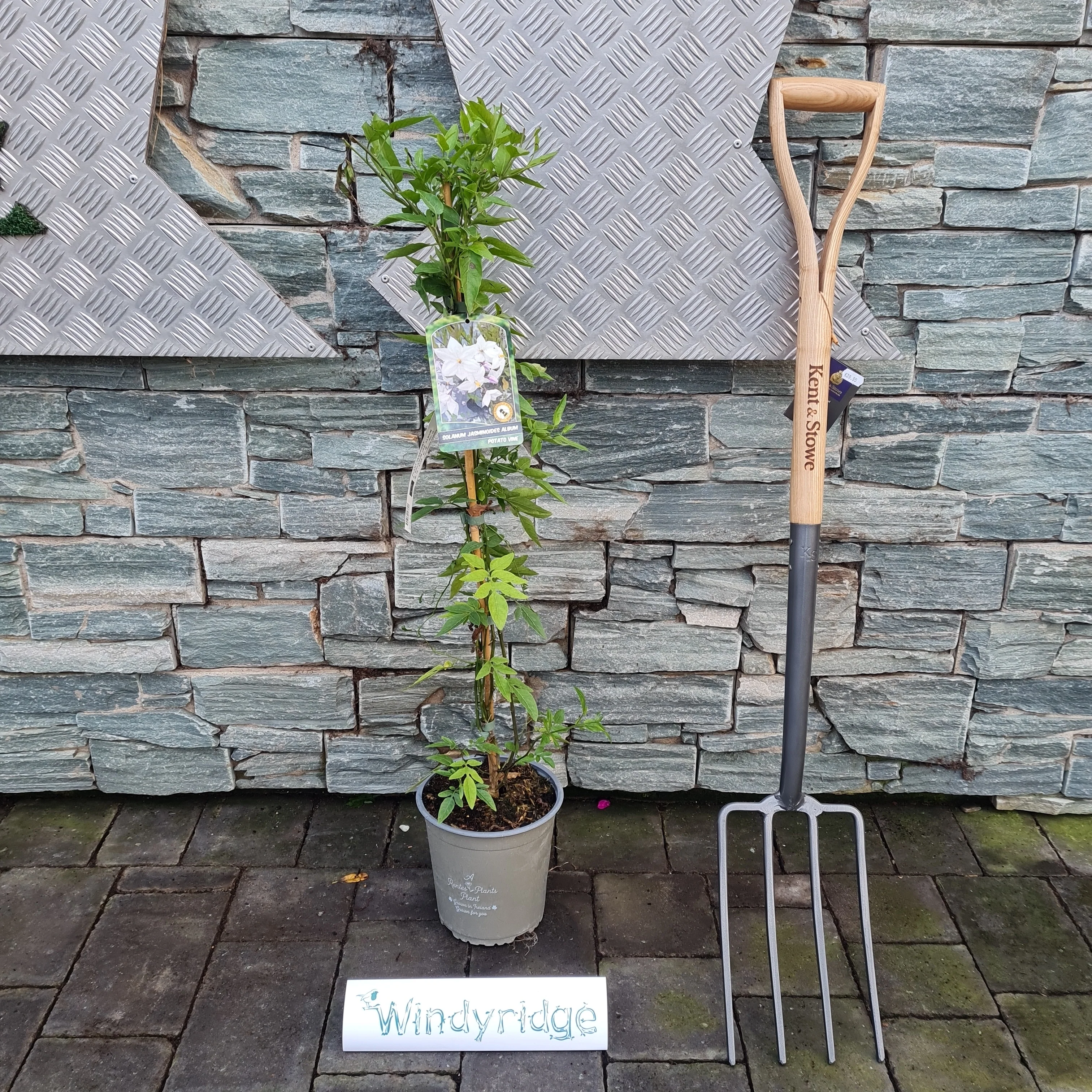 SOLANUM JASMINOIDES ALBUM - Image 3