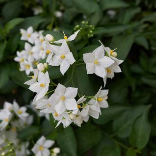 Solanum jasminoides album - Image 2