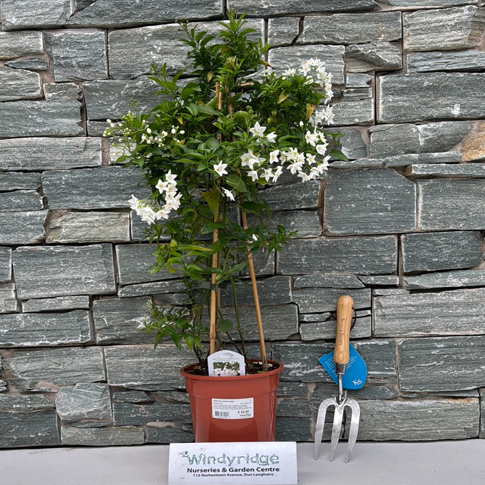 Solanum jasminoides P19 - 3 cane pyr