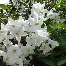 Solanum jasminoides P19 - 3 cane pyr - Image 2