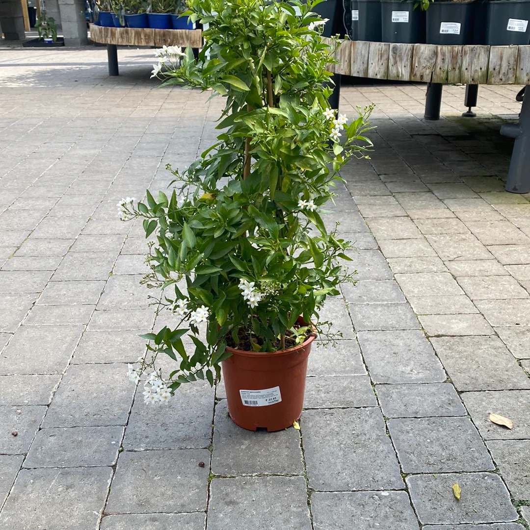 Solanum jasminoides P19 - 3 cane pyr - Image 3