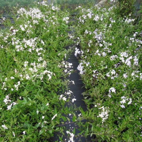Solanum jasminoides P19, on a stem - Image 3