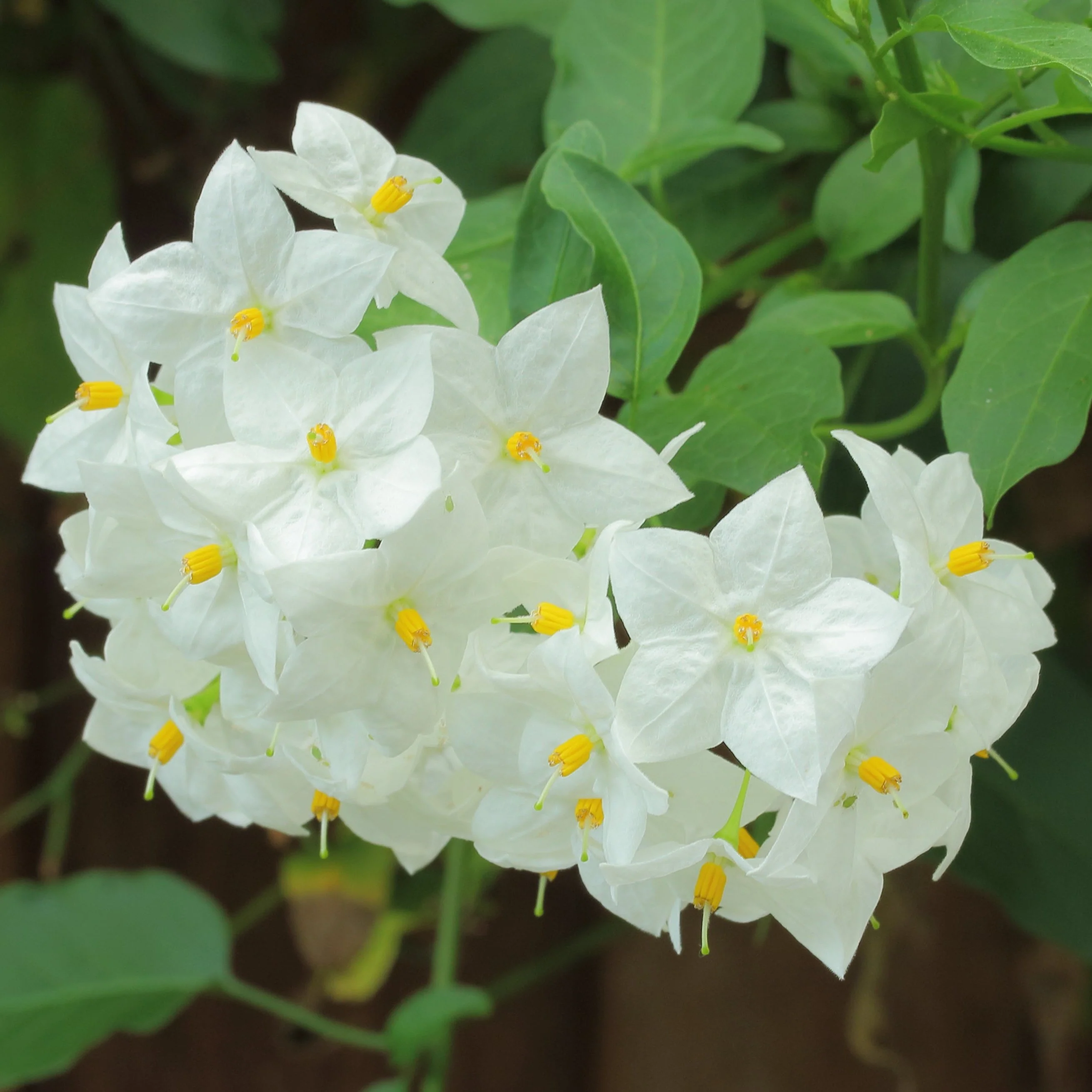Solanum jasminoides P19, on a stem - Image 4