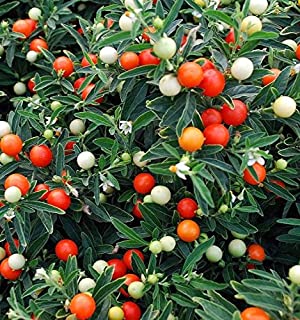Solanum pseudocapsicum Megaball Red White